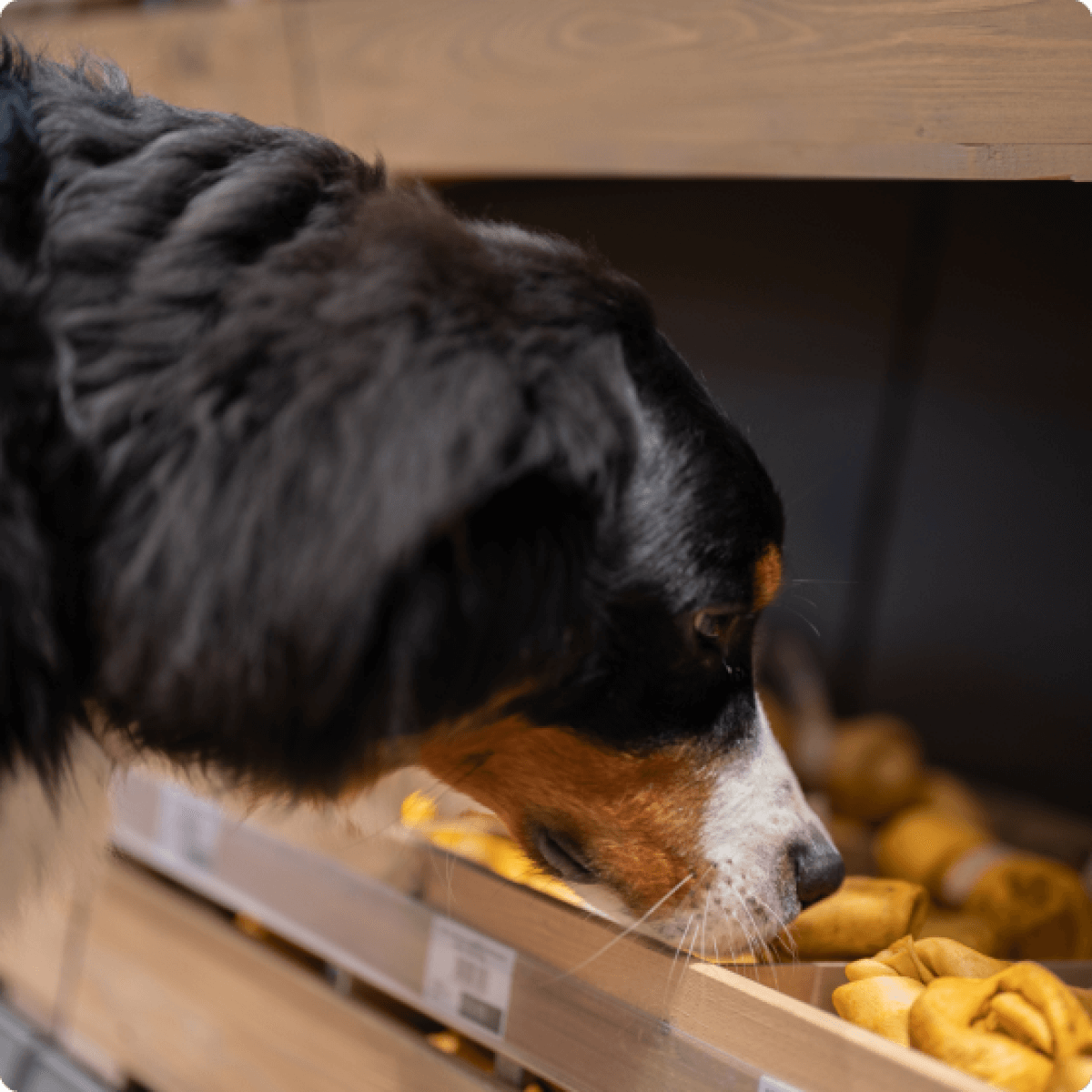 Een Berner-Senne snuffelend aan een kist vol hondensnoepjes in de DogSnackStore van Duponzoo.
