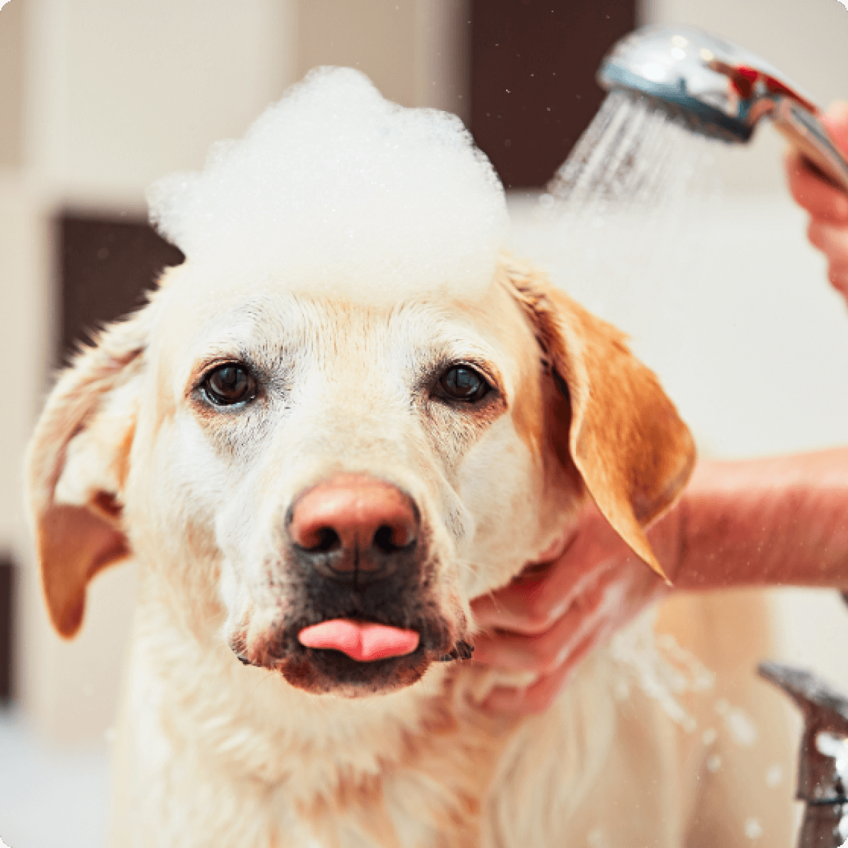 Labrador met de tong uit en shampoo op de kop wordt gewassen door een persoon die een douchekop vastheeft.