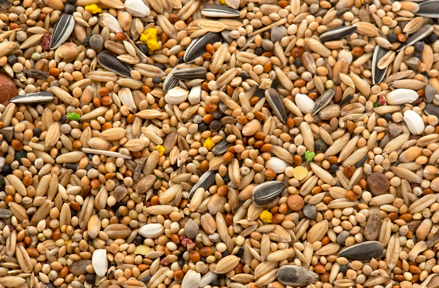 Een close-up van een mix van zaden en noten voor papegaaien.