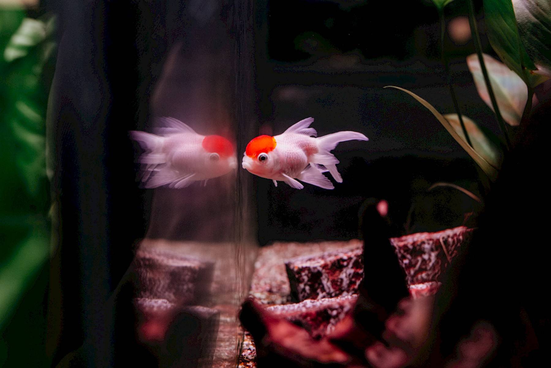 Een rood-oranje gekleurde vis in aquarium.