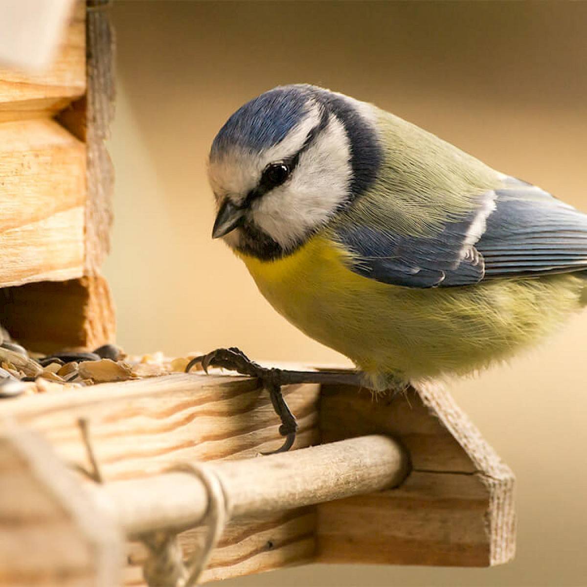Een vogeltje met gele en blauwe veren zittend op een stokje.