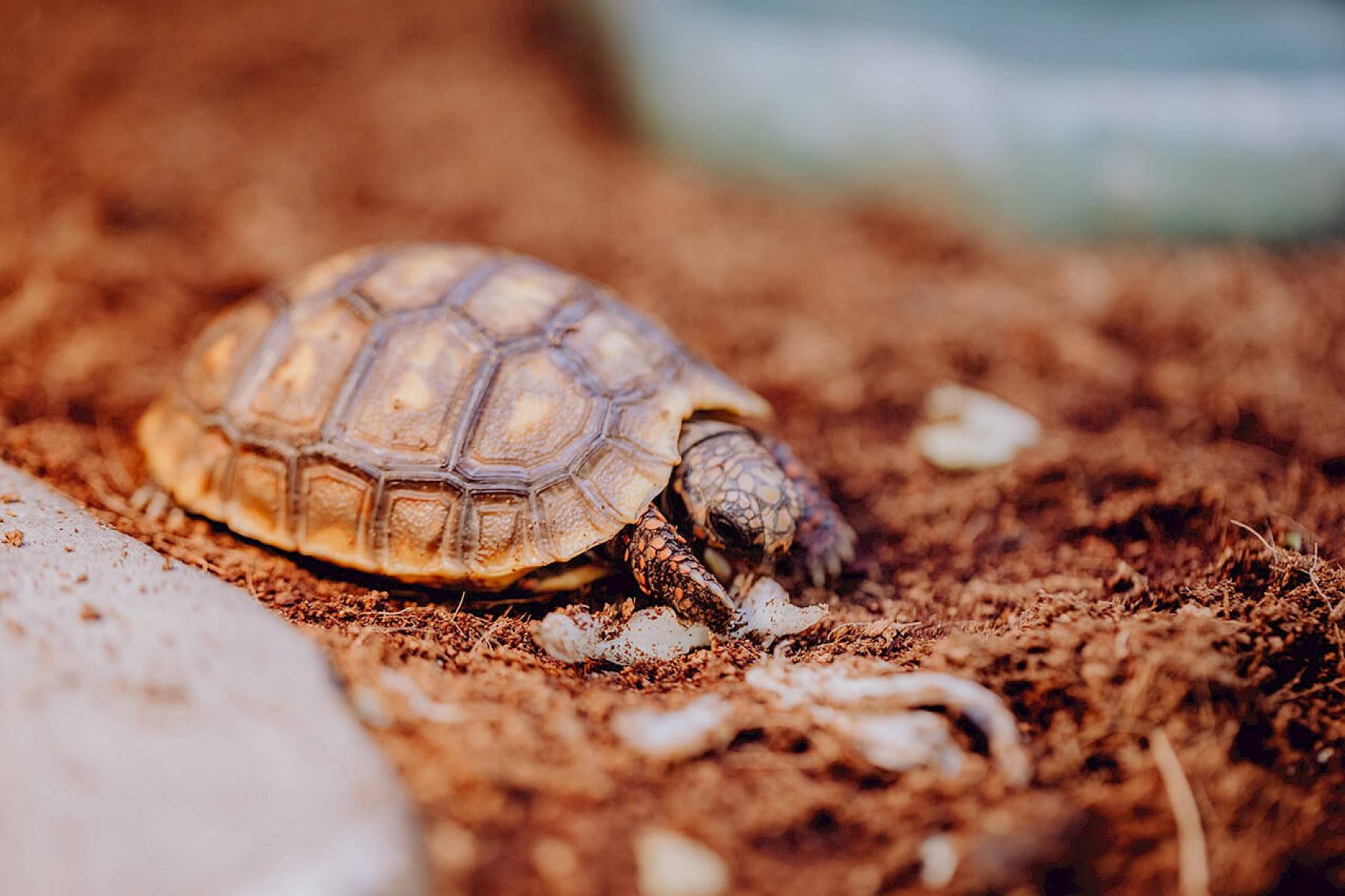 Een landschildpad zittend op een bodembedekking van aarde.
