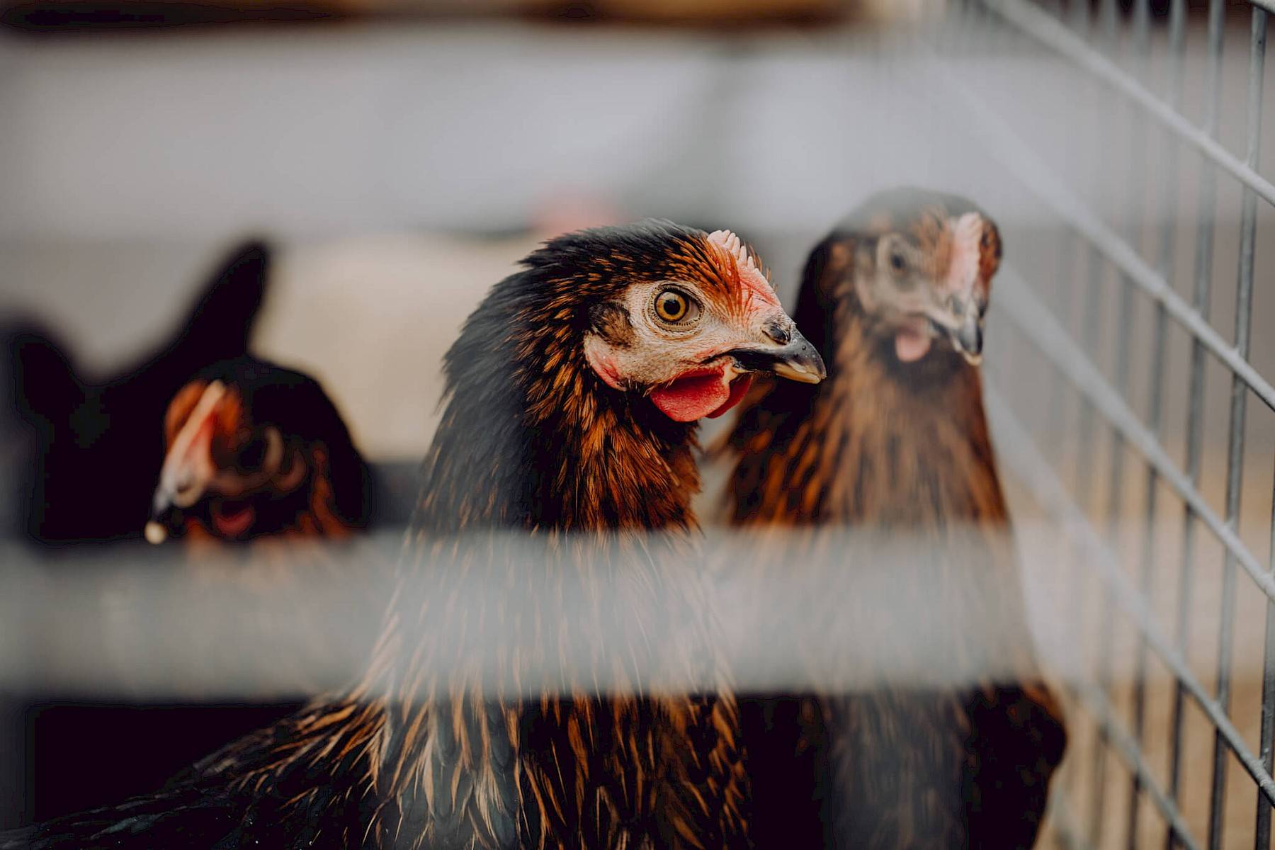 Drie bruine kippen in een metalen kooi.