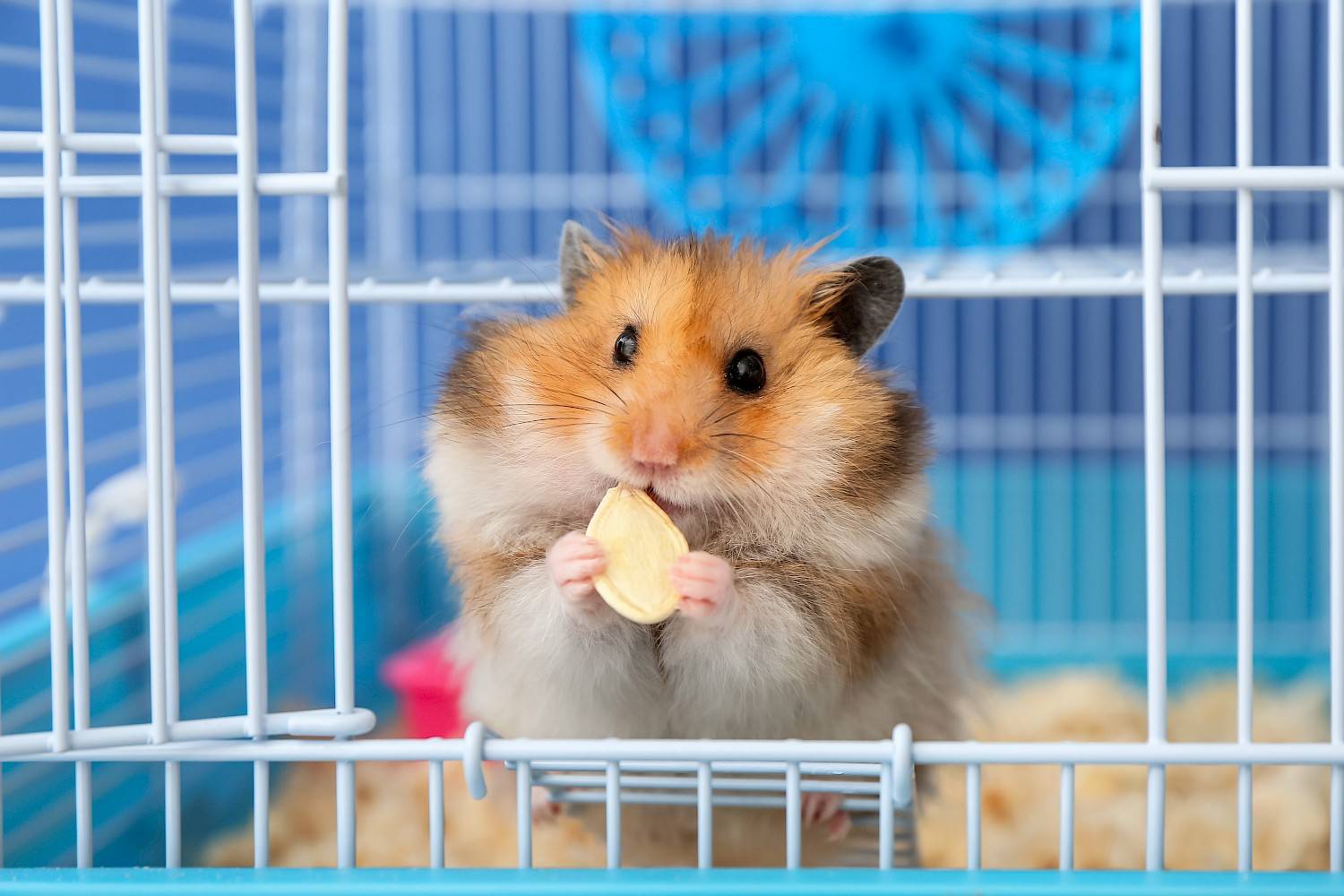 Grappige hamster eet zaadje in kooi met kleurige achtergrond