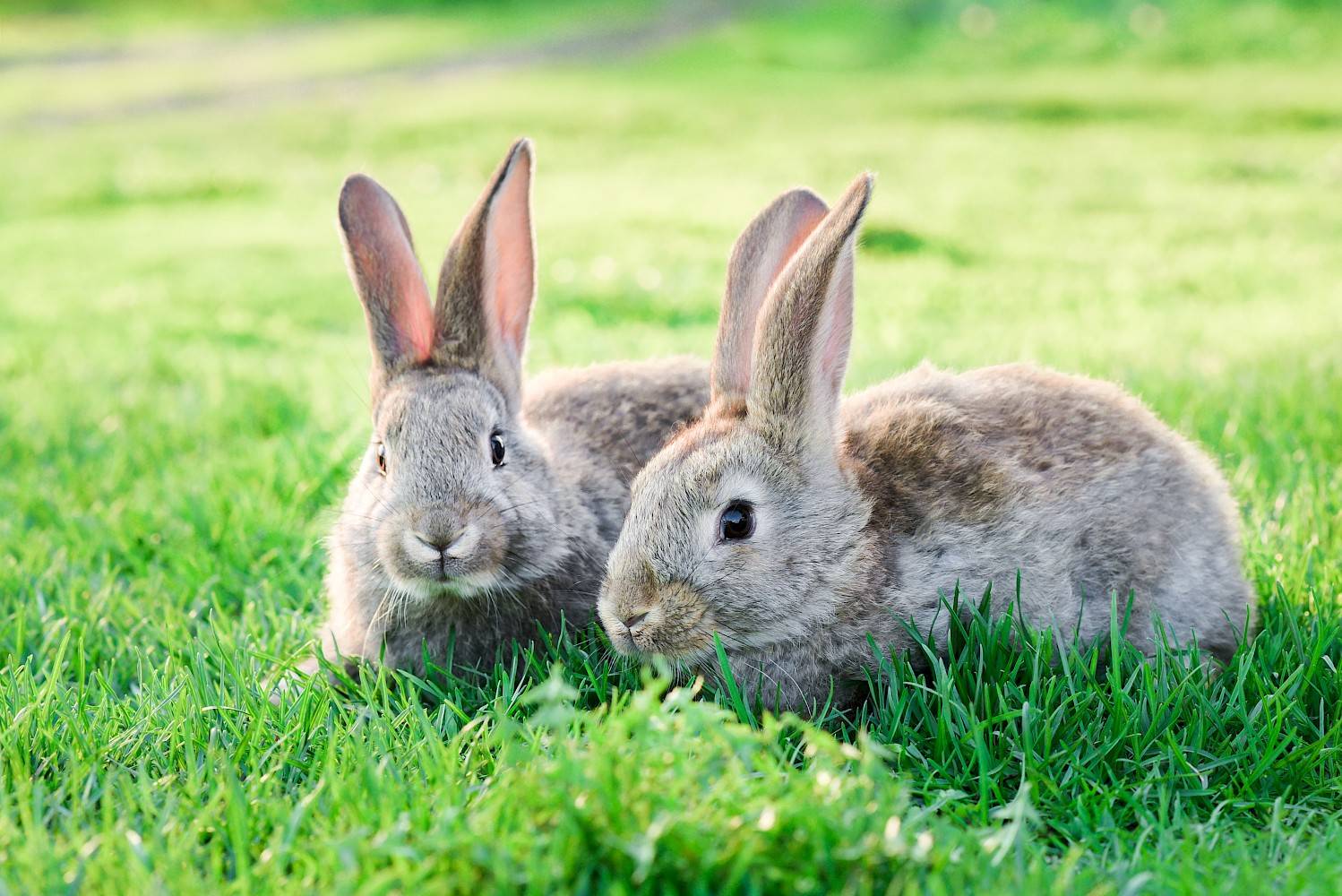 twee grijze konijnen in groen gras buiten