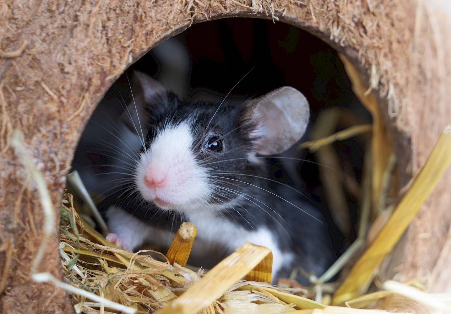 Close-up zwart-witte muis in een hokje met stro