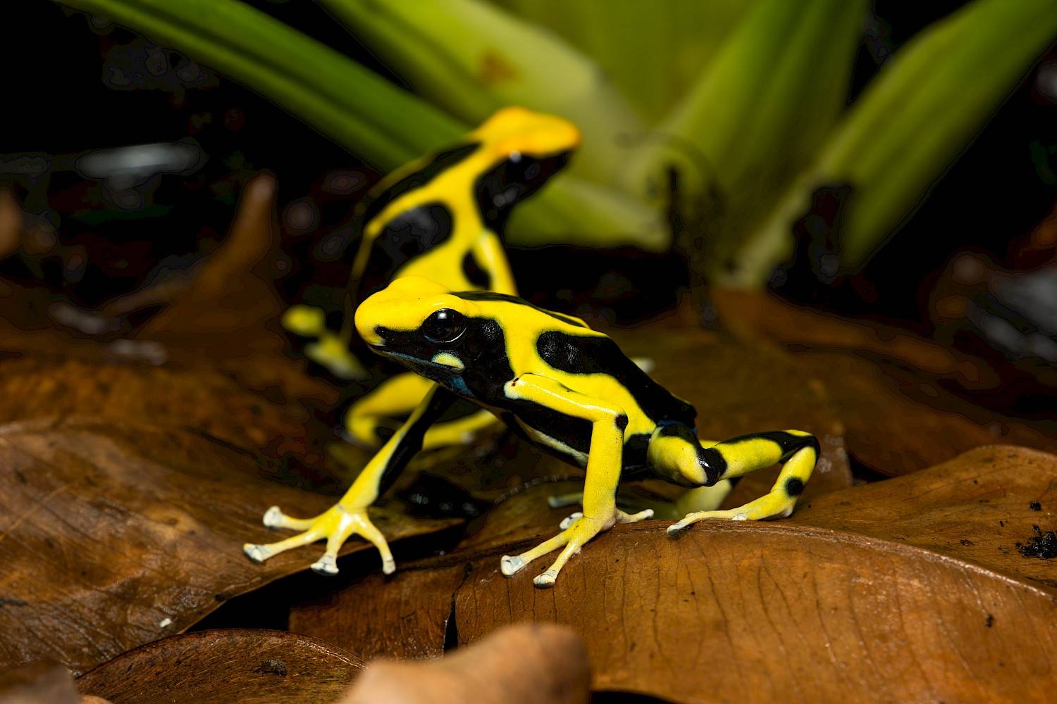 Close-up van een paartje geel-zwarte pijlgifkikkers zittend op bladafval