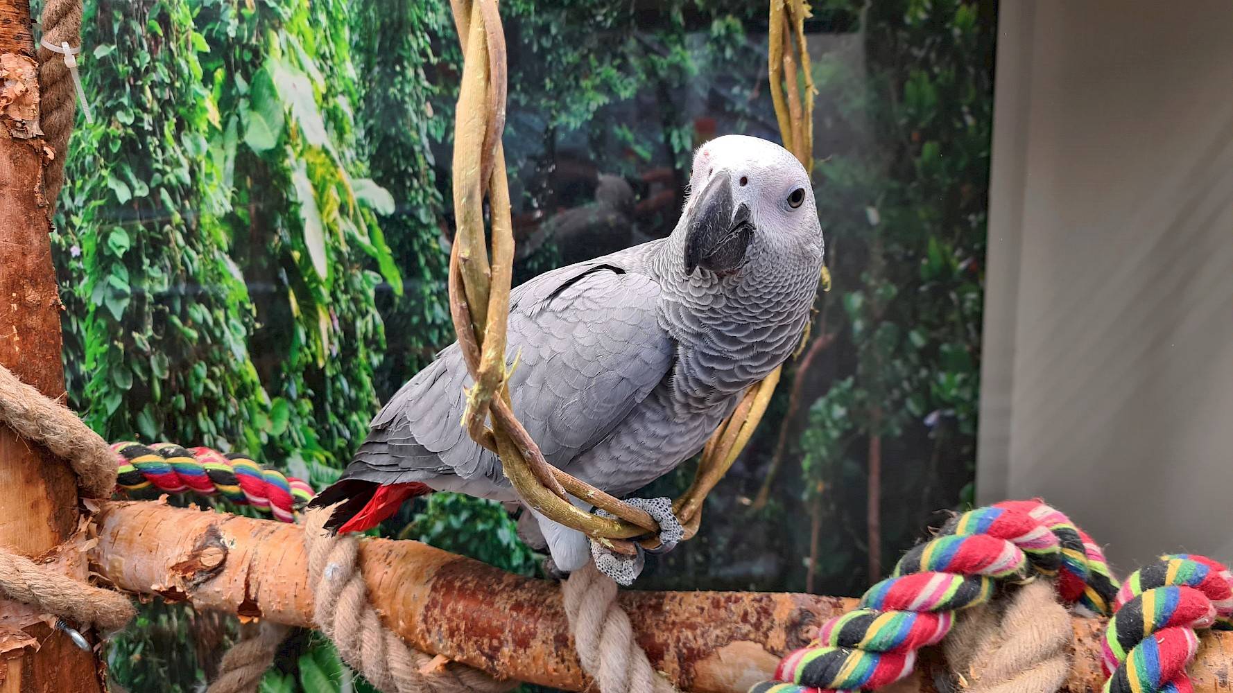 Grote grijze papegaai zit in ring geweven van dunne takjes, in kooi met touwen, takken en planten
