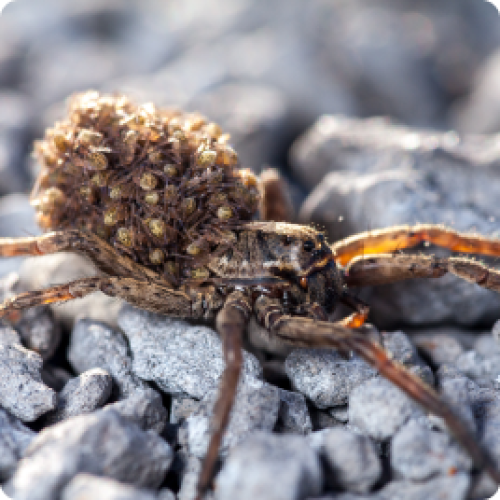 Een close-up van een bruine exotische spin, zittend op een stenen ondergrond met keitjes.