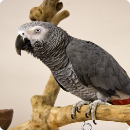 Een papegaai in profiel met grijze veren en een witte kop, zittend op een stok.