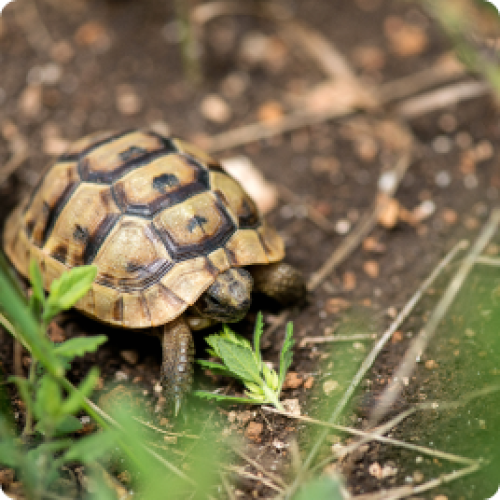 Een kruipende schildpad omgeven door takjes en groen.