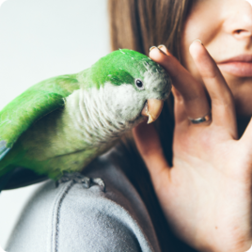 Een groene vogel wordt over het hoofd gestreeld, zittend op de schouder van een vrouw.