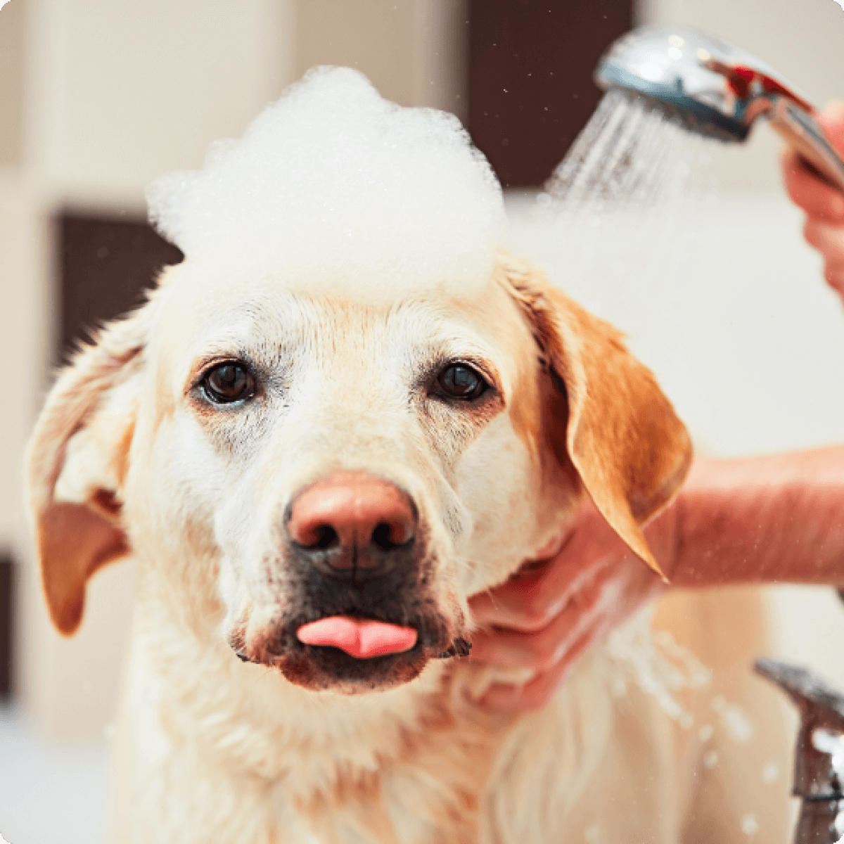 Alles Voor Je Hond Bekijk Ons Assortiment Duponzoo Kuurne Alles Voor Je Hond Bekijk Ons Assortiment Duponzoo Kuurne