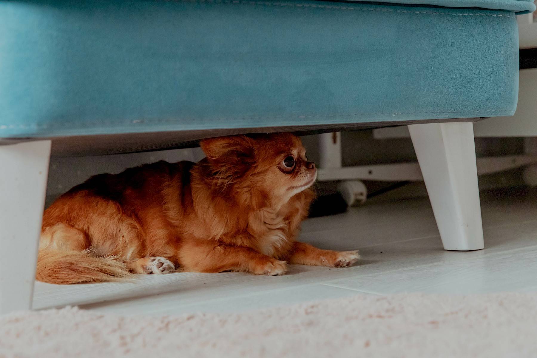Bang hondje onder zetel