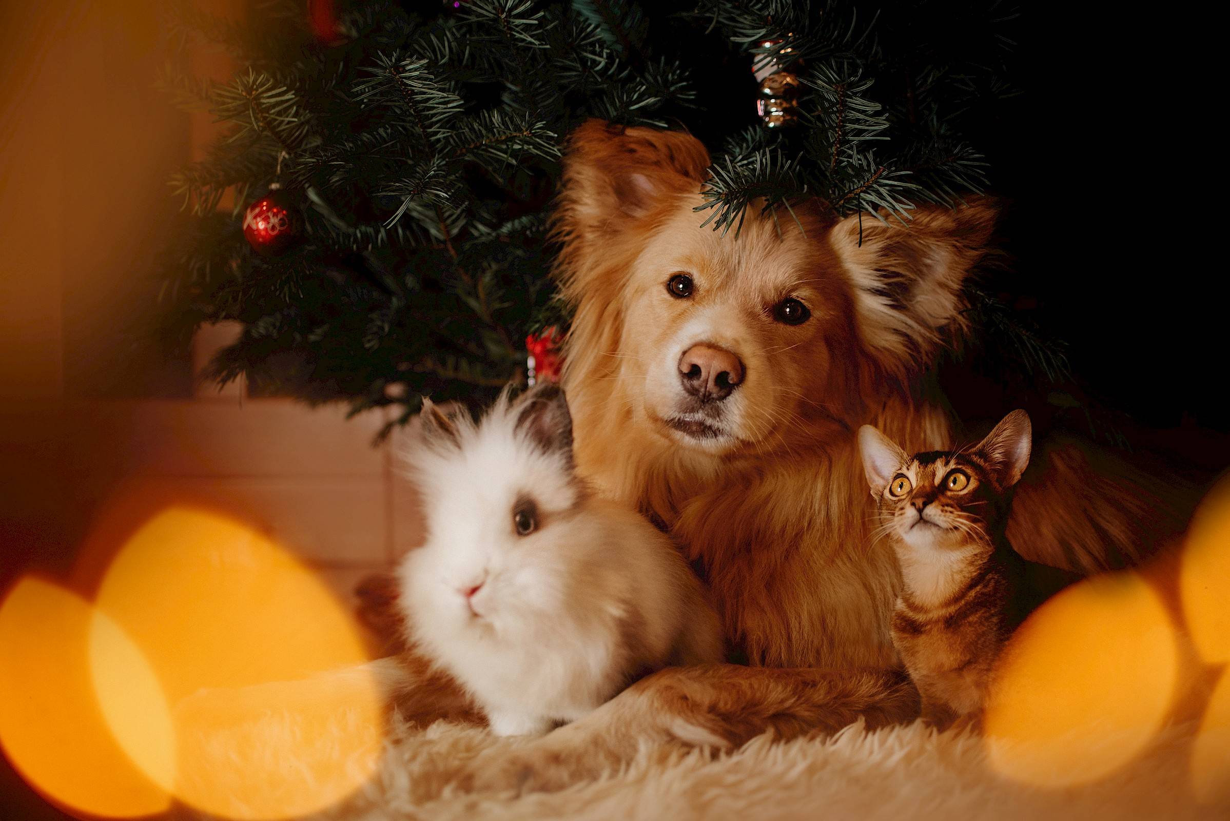 hond, kat en konijn onder kerstboom