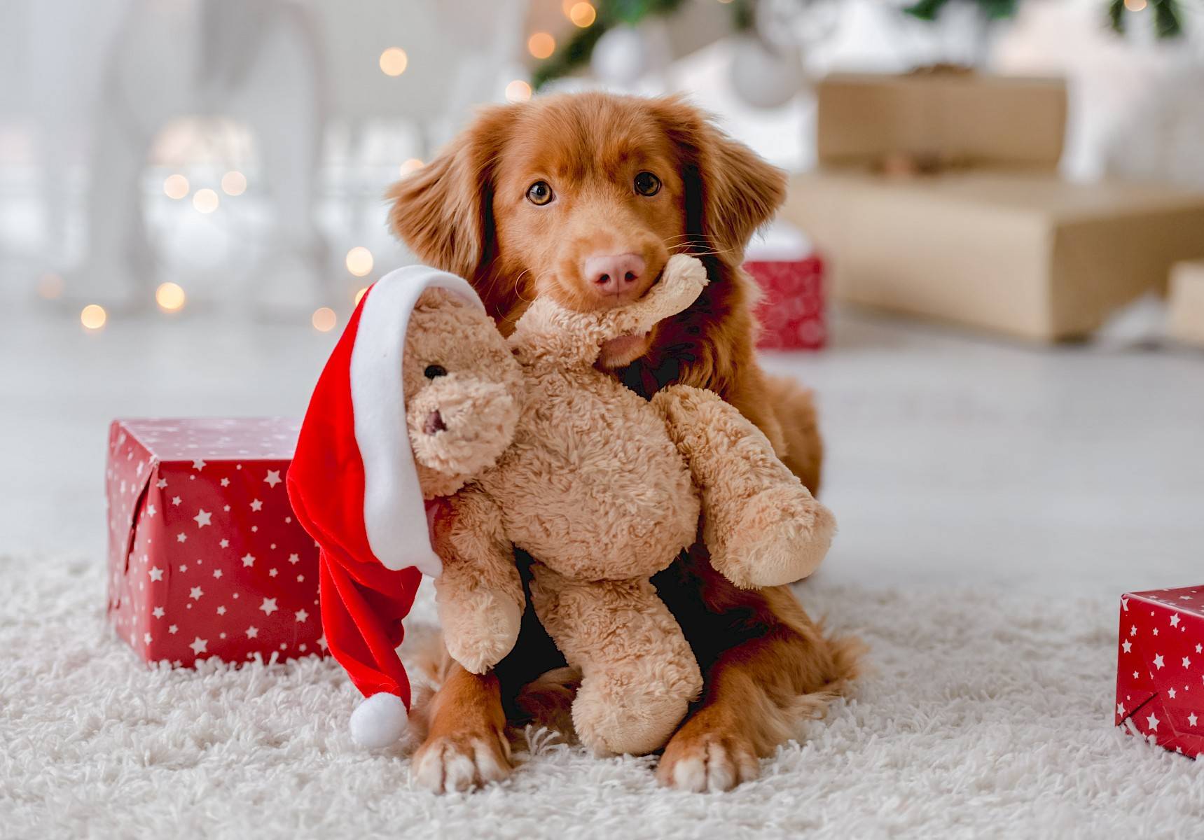 hond ligt naast kerstcadeau, met knuffel met kerstmuts in muil