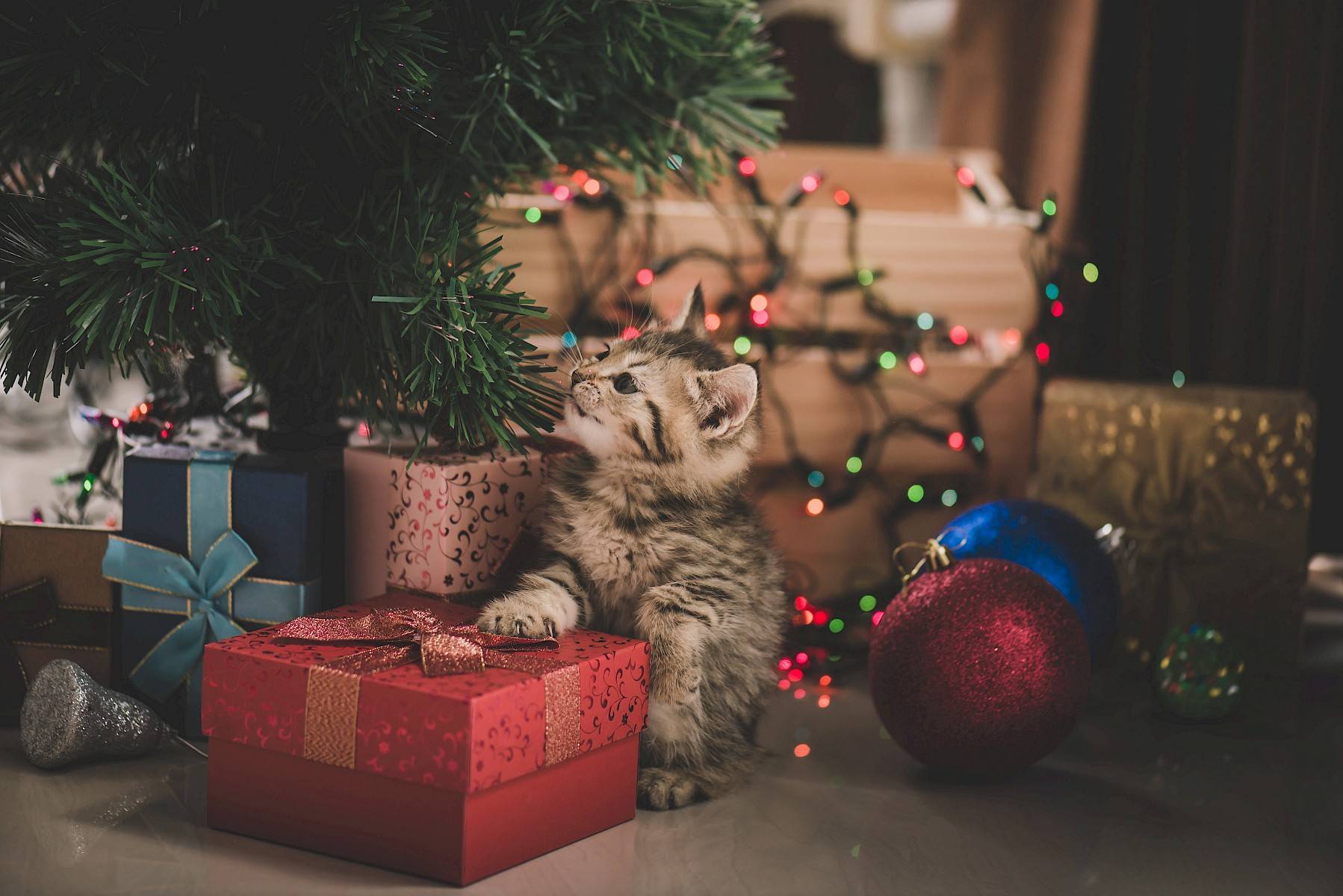 kitten tussen pakjes onder kerstboom met kerstlichtjes en versiering