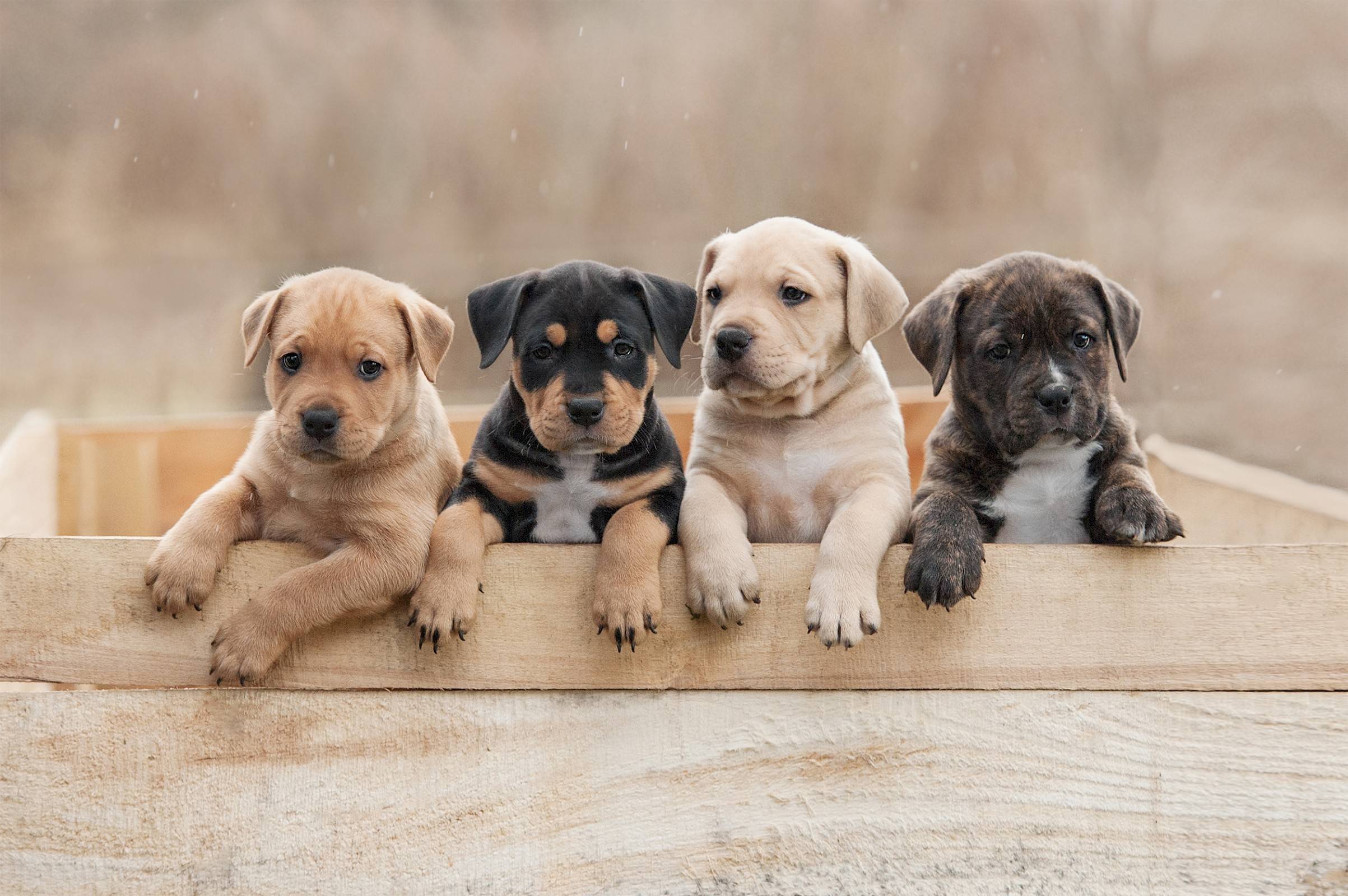 vier schattige puppy's op een rij