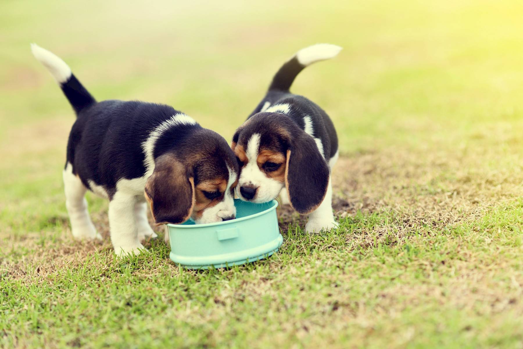 twee puppy's eten samen uit een voederbakje