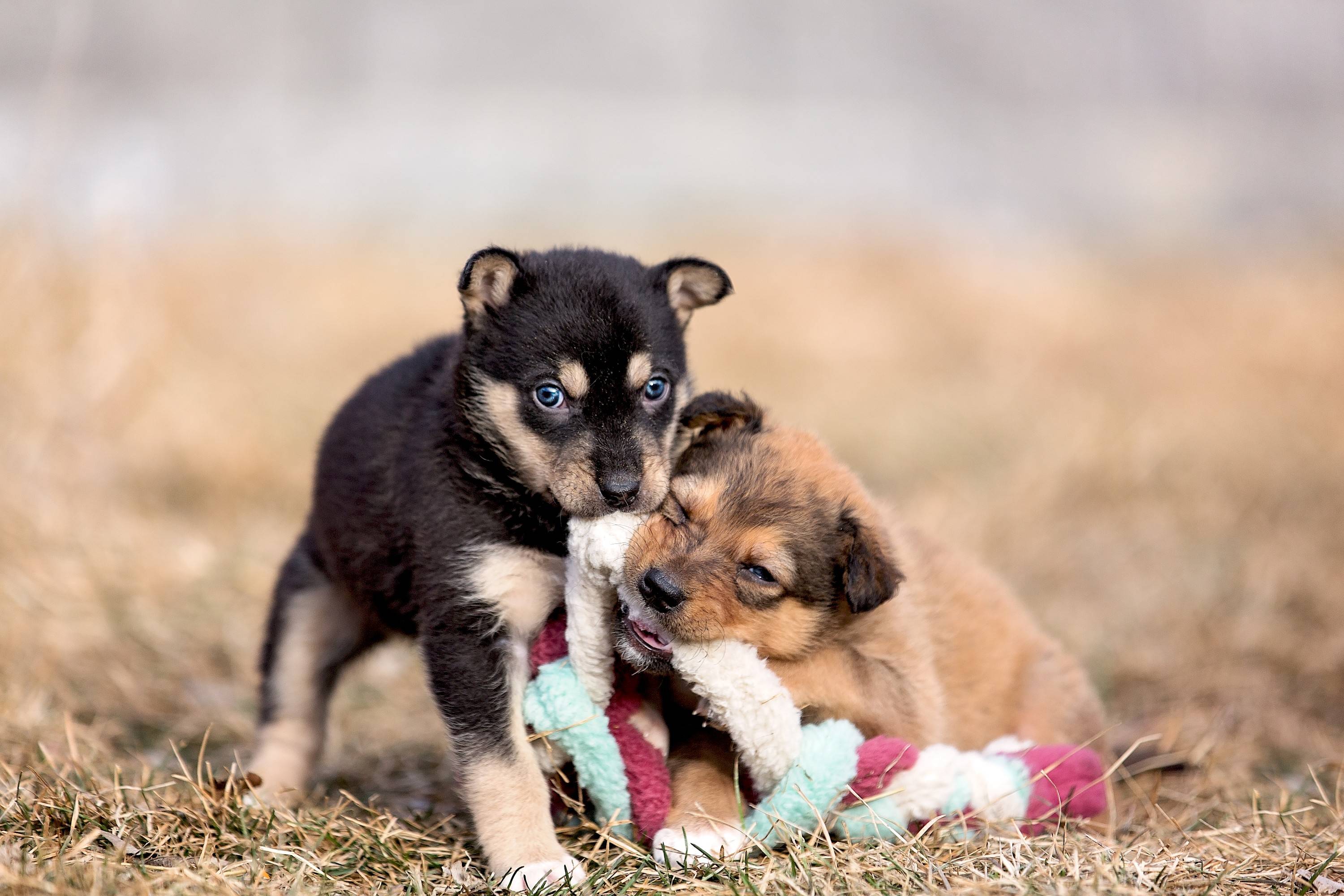 twee puppy's spelen met een hondenspeeltje