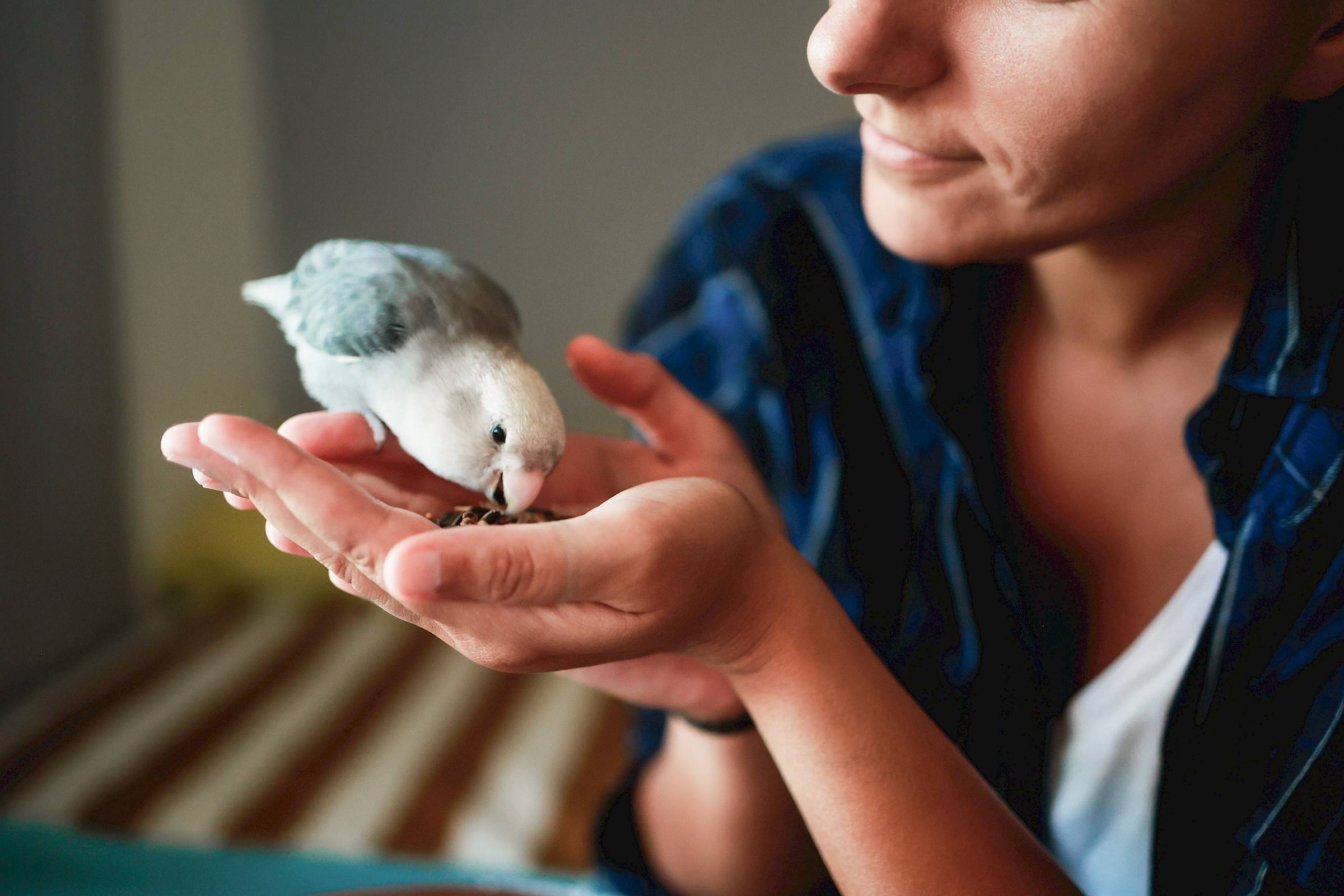 vrouw voedert een vogel in de hand