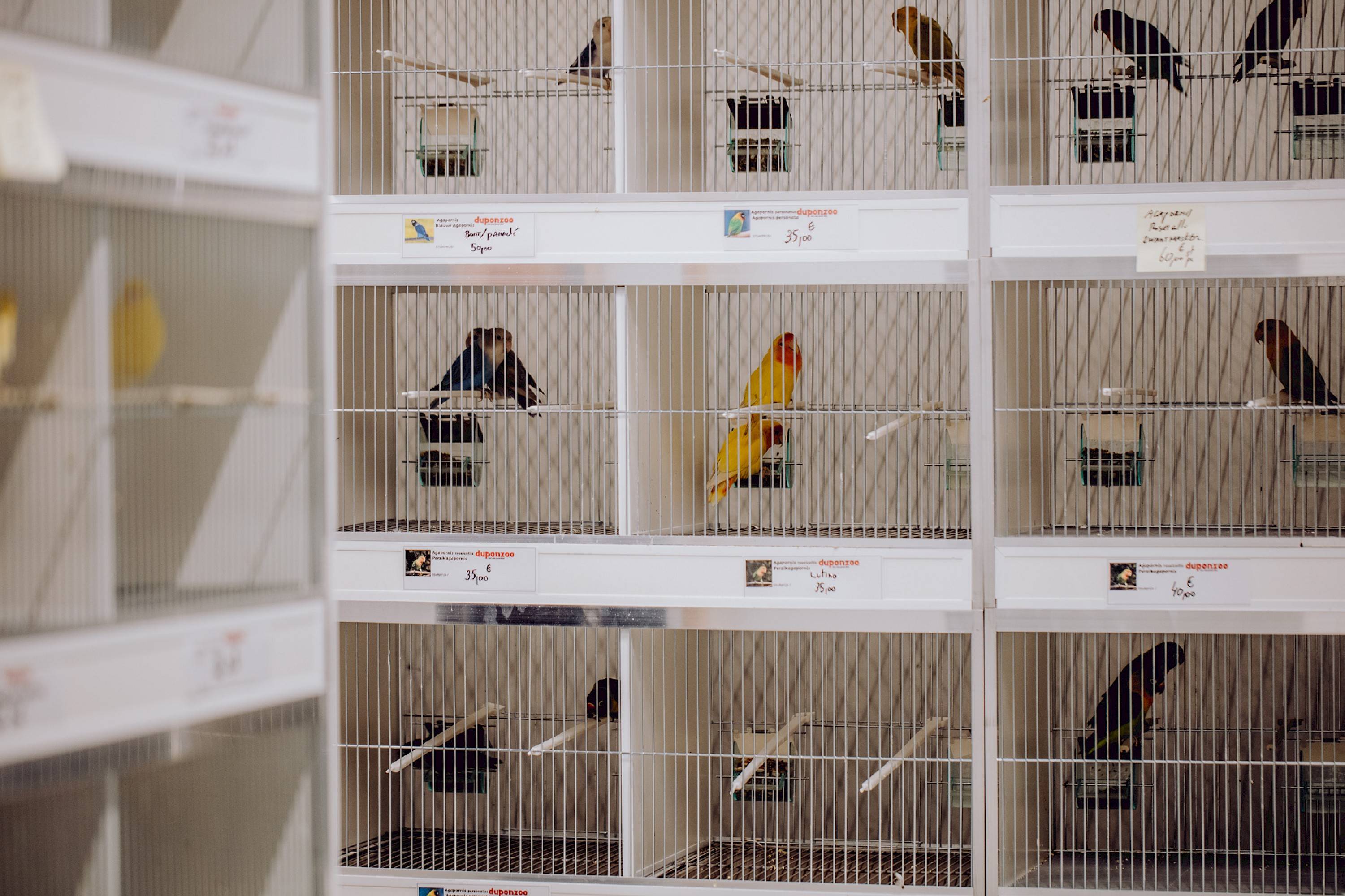 foto van vogeltjes in kooi in de winkel