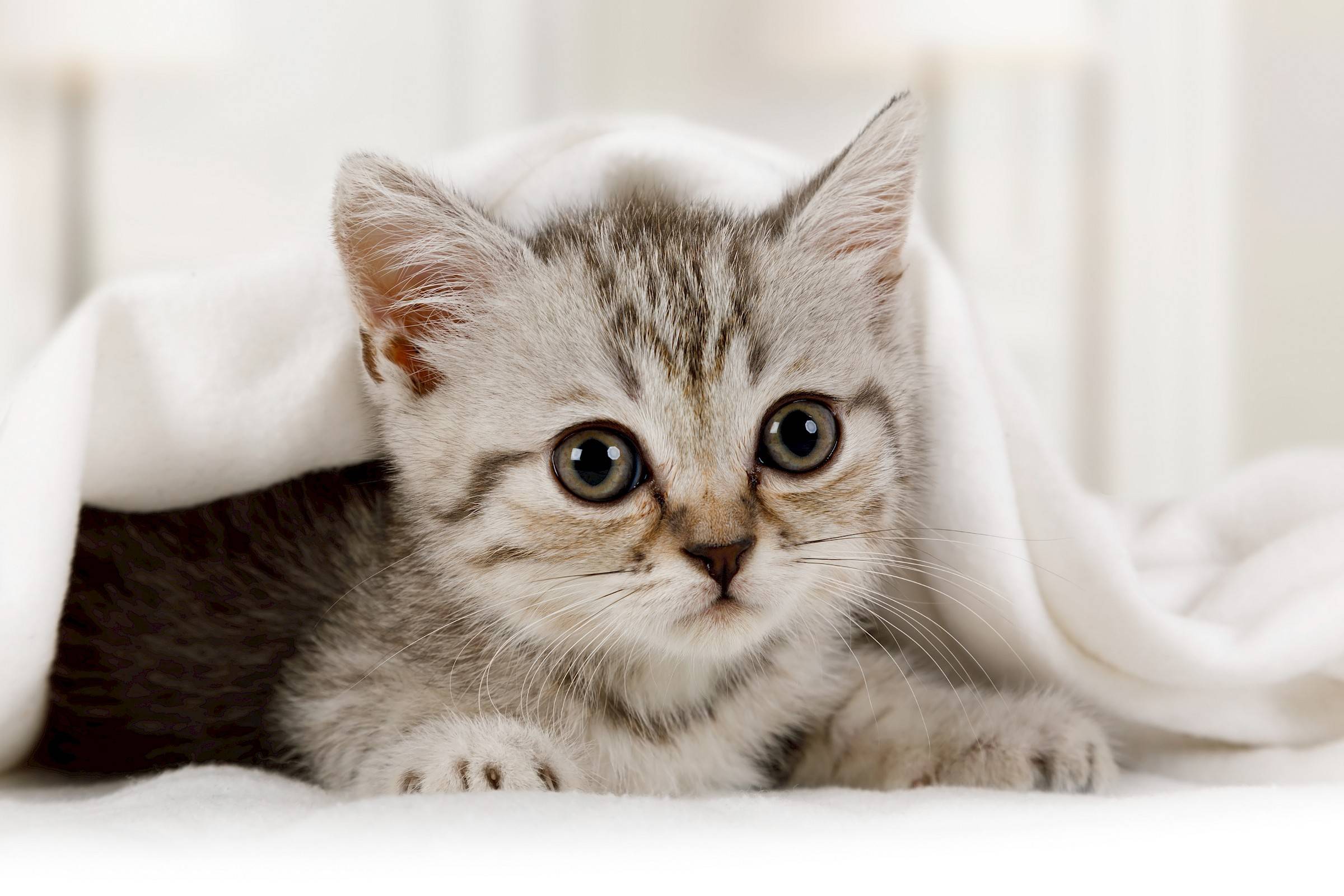 close up van kitten onder laken