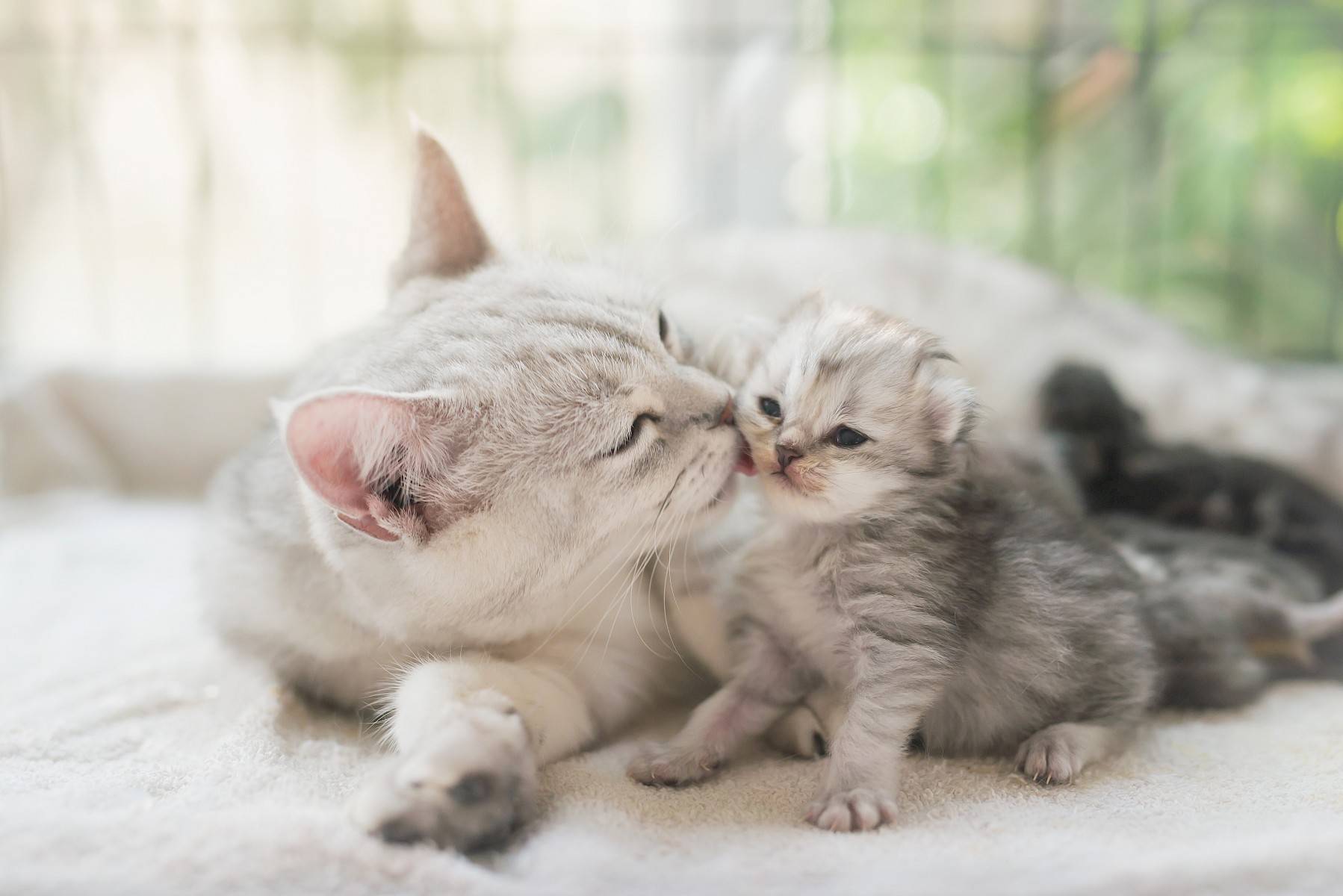 moeder kat likt en knuffelt met kitten