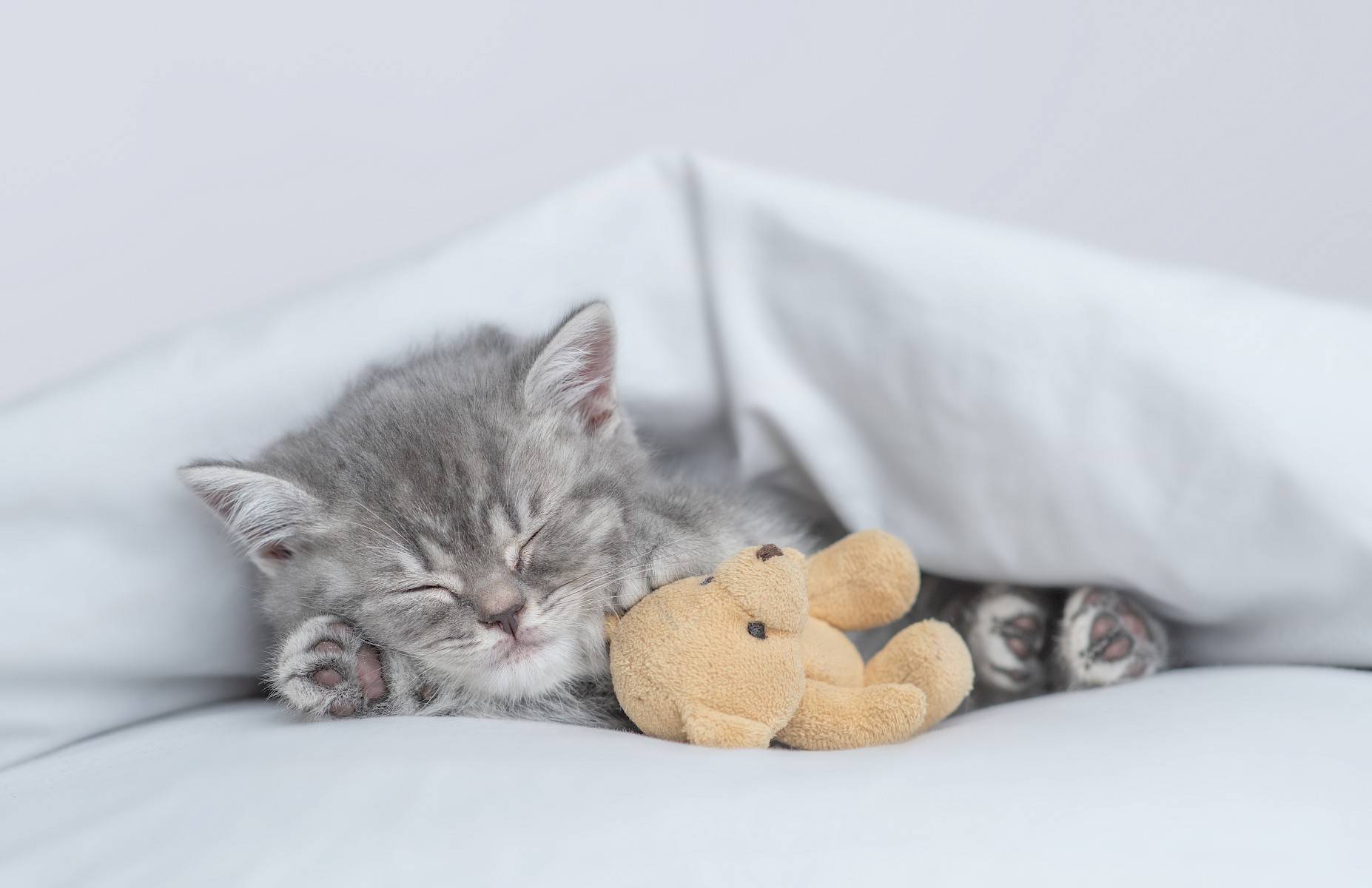 kitten slaapt met beertje naast zich
