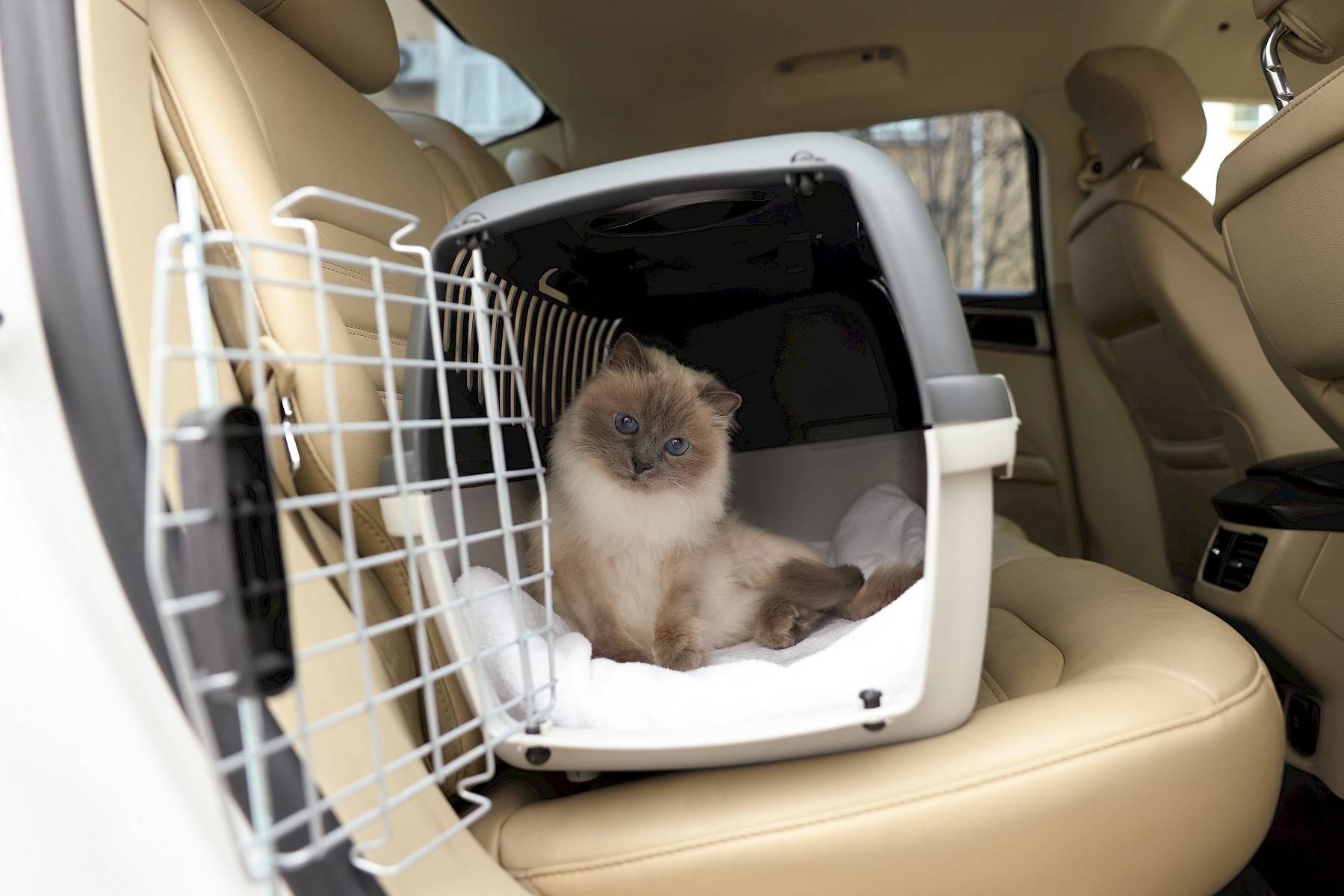 kat in transportbox op achterbank in auto