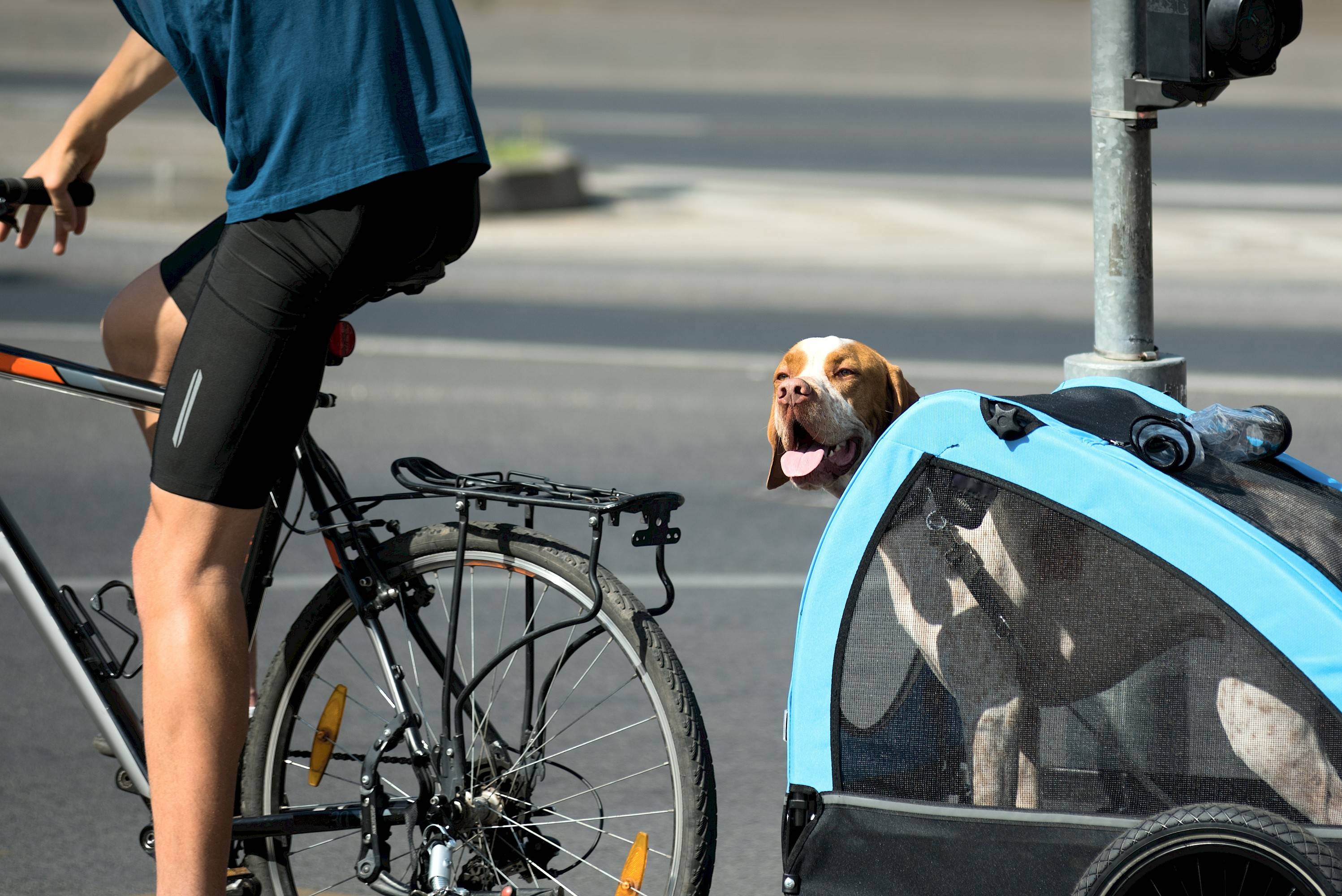 man op fiets trekt fietskar met hond in
