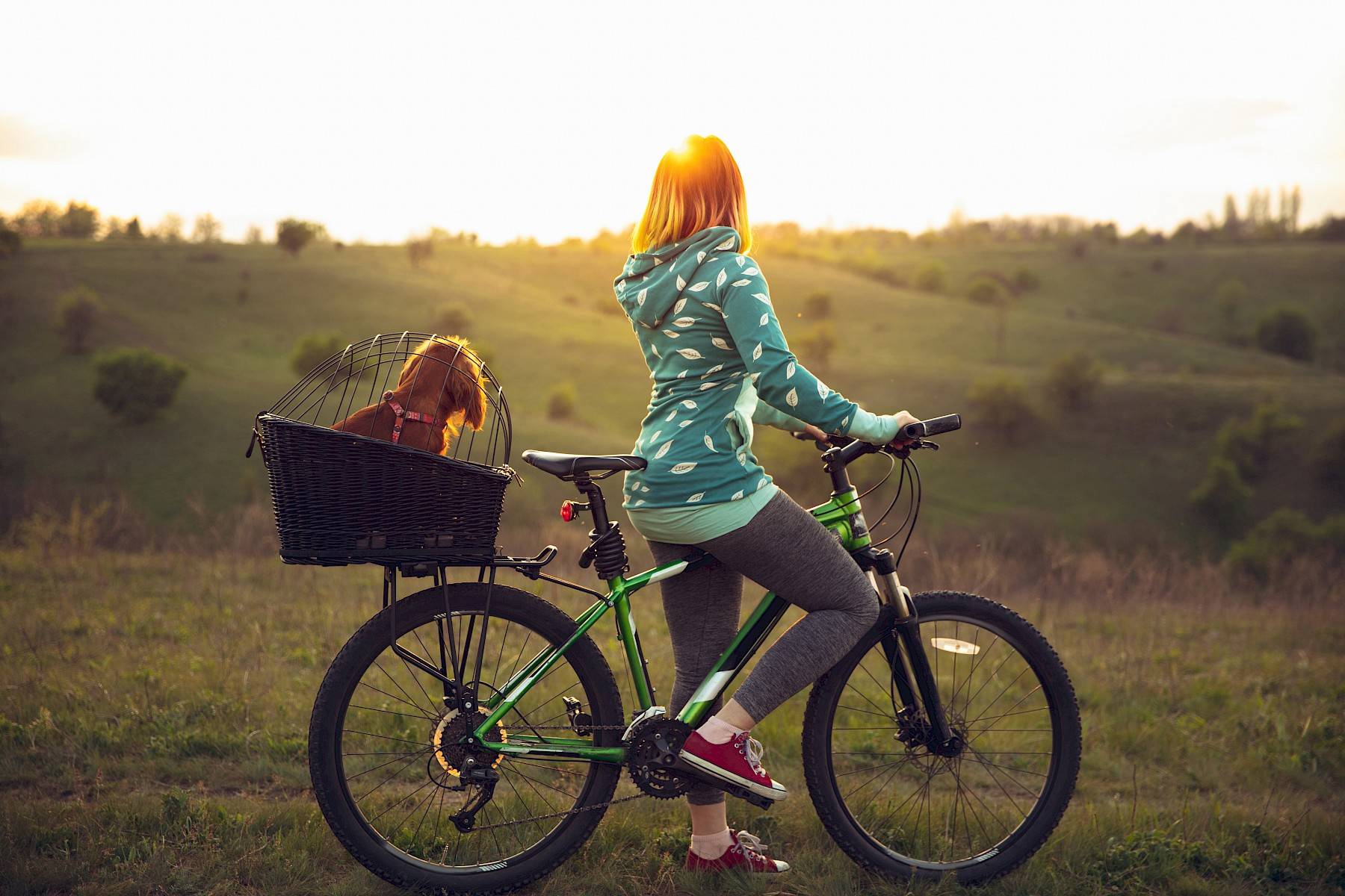 sfeerfoto van vrouw die fietst met hond in fietsmand