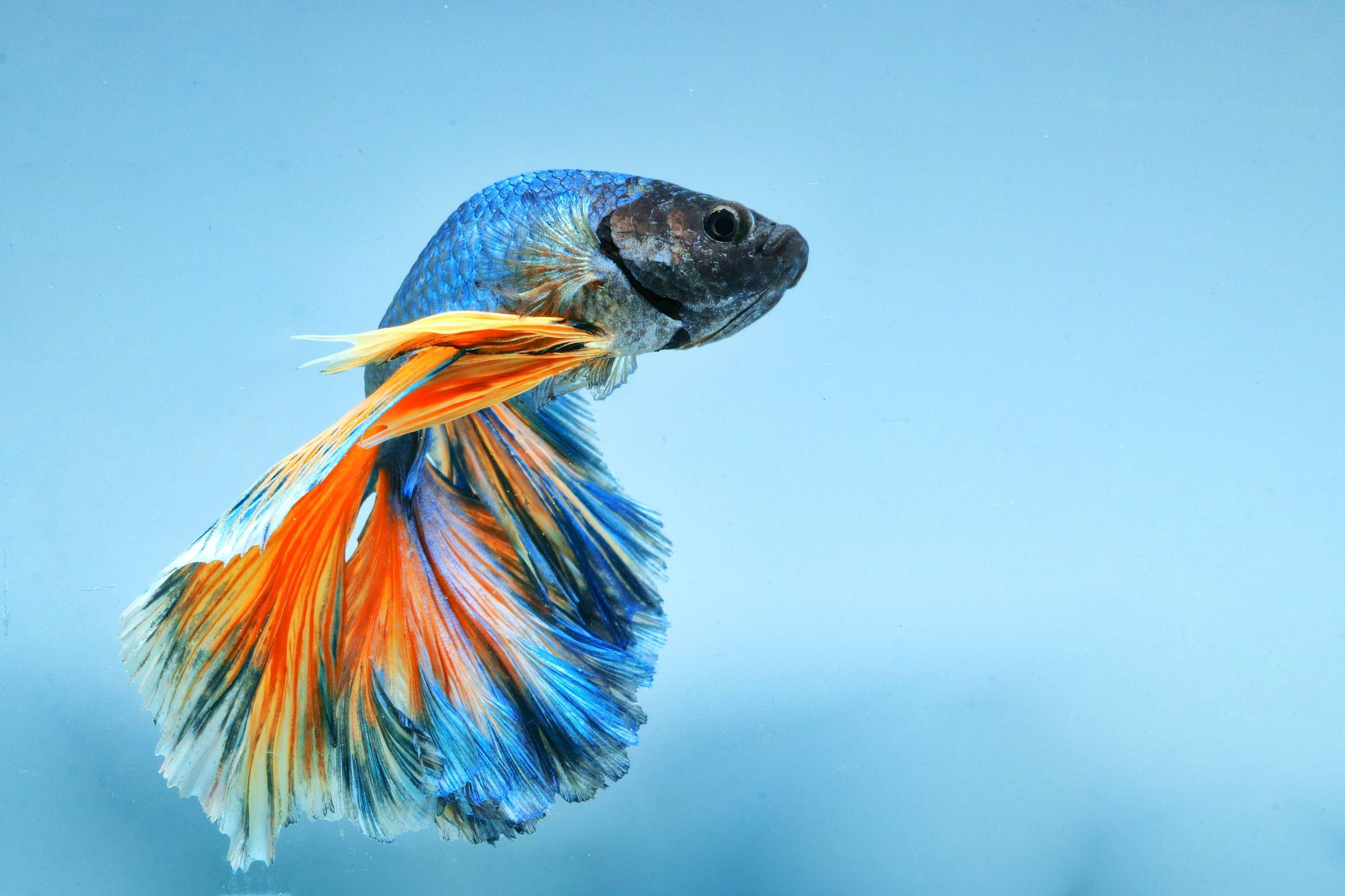 blauw oranje betta vis zwemt in aquarium