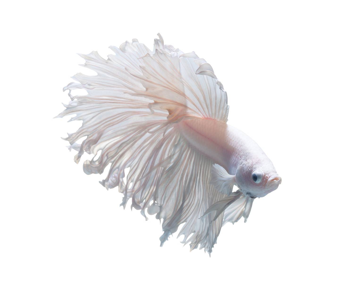 snow crowntail betta vis